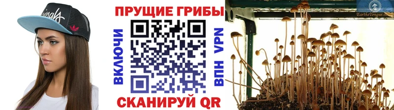 Купить где  Чернушка  Галлюциногенные грибы мухоморы 